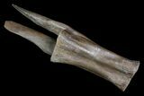 Gorgeous Struthiomimus Caudal Vertebra - Montana #92801-4